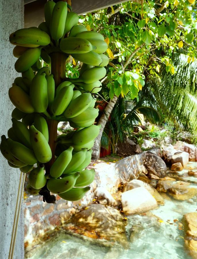 Anse Volbert VillageLa Saline别墅 外观 照片